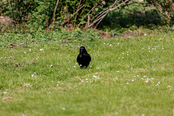 Crow walking on grass field