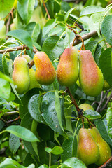 Pear orchard. Ripe pears in the garden ready for harvest.
