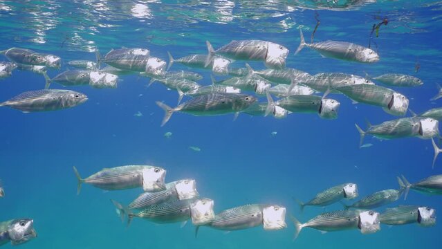 Striped mackerel or Indian mackerel (Rastrelliger kanagurta), school swimming with open mouths, filtering for zooplankton under blue water surface, Slow motion, Close up