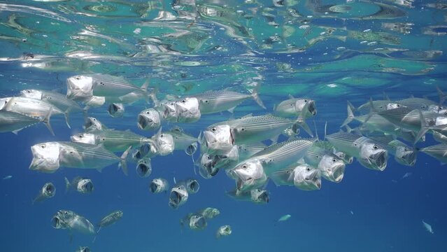 Close up of school of Striped mackerel or Indian mackerel (Rastrelliger kanagurta) swimming with open mouths, filtering for zooplankton under blue water surface, Slow motion