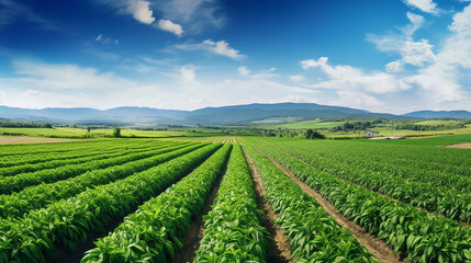 panoramic photo of a beautiful agricultural view with blue sky