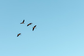 four geese flying in the clear blue sky
