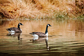 two geese swimming in the pond on a beautiful fall day