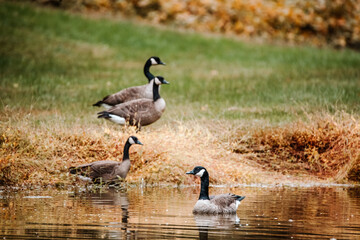 four geese enjoying a crisp fall day