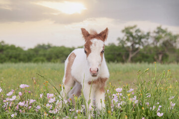 Paint Horse Foal In Wildflower Field