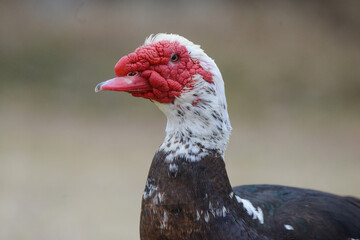 Muscovy Duck Bird Portrait Brown White Red