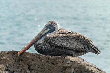 solitary pelican resting on some rocks, on a beach