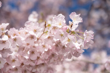 Cherry blossoms at peak bloom on the Tidal Basin in Washington, D.C.