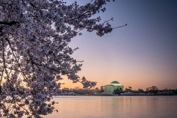 Cherry blossoms at peak bloom on the Tidal Basin in Washington, D.C.