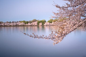 Naklejka premium Cherry blossoms at peak bloom on the Tidal Basin in Washington, D.C.
