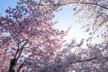 Cherry blossoms at peak bloom on the Tidal Basin in Washington, D.C.