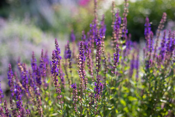 Floral background with purple sage