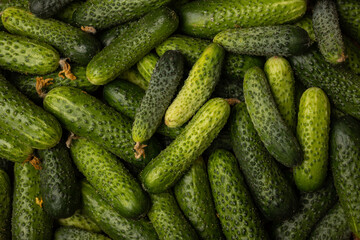 Cucumbers layer on the table