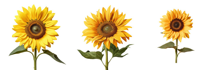 Obraz premium Sunflower on a transparent background