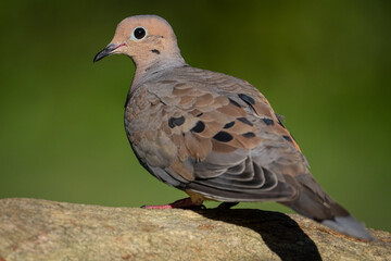 A Mourning Dove Perched on a Large Rock