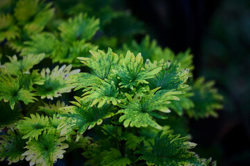 Close-up view of Coleus leaves