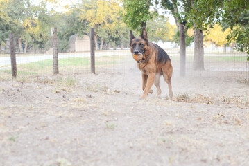 German Shepard Dog Running and Playing Ball