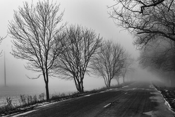 A view of the track through the trees in the fog as the snow mel.