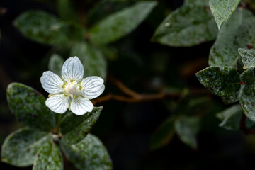 white flower and frosty green leaves