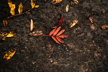red leave on the brown ground