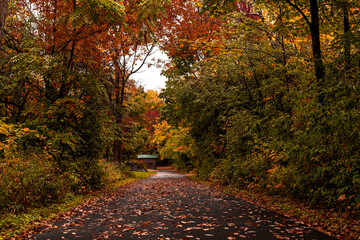 Naklejka premium Fall Trees path leading to shed