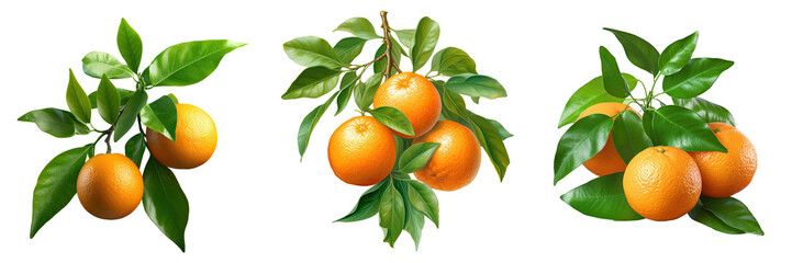 Three tangerines or clementines with green leaves on a transparent background