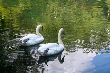 Naklejka premium A pair of white swans swim near each other crossing their paws in unison
