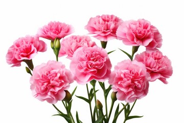 Carnation flowers isolated on a white background