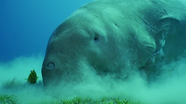 Se Cow or Dugong (Dugong dugon) on seabed eating Smooth ribbon seagrass (Cymodoce rotundata) on seagrass meadow raising clouds of silt around, Slow motion, Close-up