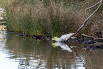 Sulphur-crested Cockatoo (Cacatua galerita) perched on a fallen tree branch, its crest raised, drinking  from the lake with beautiful reflection on the still water, in Centennial Park, Sydney.