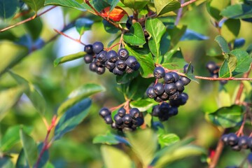 Aronia melanocarpa, black chokeberry. Unripe aronia berries in the garden.