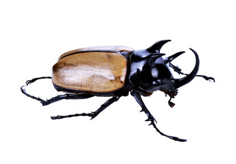 Rhinoceros beetle, Rhino beetle, Hercules beetle, Unicorn beetle, Horn beetle transparent png