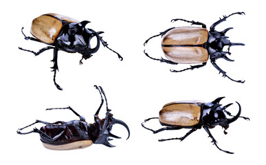 Rhinoceros beetle, Rhino beetle, Hercules beetle, Unicorn beetle transparent png