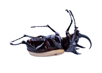 Rhinoceros beetle, Rhino beetle, Hercules beetle, Unicorn beetle transparent png