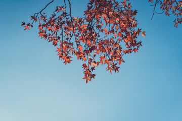 青空と紅葉