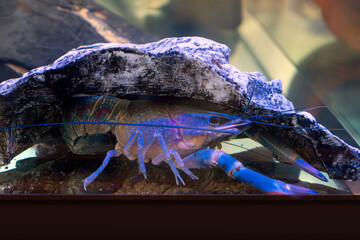 Blue Crayfish in aquarium. Growing crayfish.