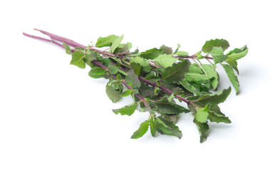 Fresh garden herbs,Sweet basil leaves Isolated on white background