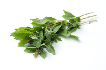 Fresh garden herbs,Sweet basil leaves Isolated on white background
