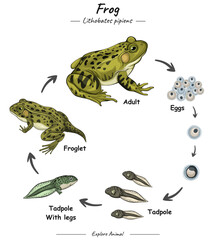 Frog life cycle