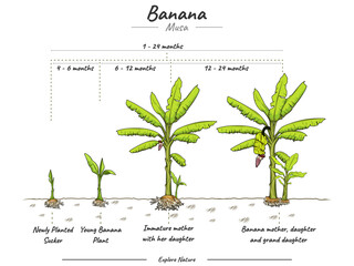 Growing Stages Banana Tree.