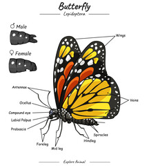 Parts of Butterfly Body