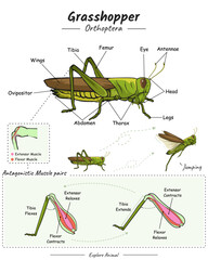 Parts of grasshopper leg and body.