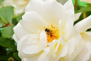 Bee and White Rose