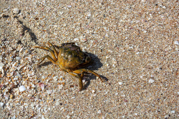 Crab on the sea shore heats on the sun. Marine crab dweller went out to warm up in the sunshine on the sea coast