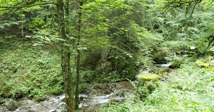 To see in Upper Bavaria. Hiking tour on a forest path along the schiffbach between Enterrrottach-Sutten, Rottach-Waterfall, Sibli-Waterfall and Rottachalm in Bavarian Alps
