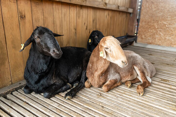 goat in barn. Domestic goats in the farm. Cute an angora wool coat. A goat in a barn at an eco farm...