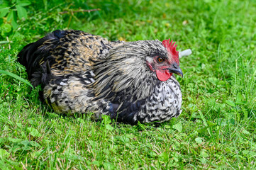 Hedemora rooster lying on lawn in garden