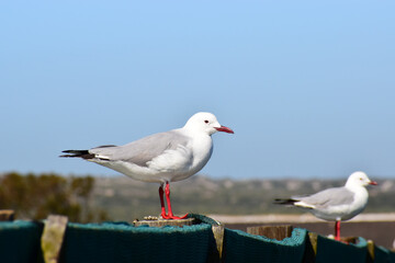 Seagulls perched on a pole