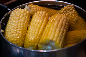 Home cooking boiled corn in a saucepan. Lots of sweet, tasty and boiled corn.