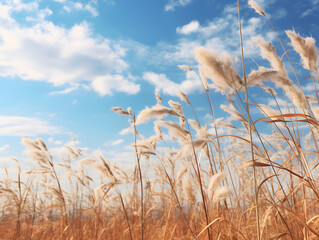 Obraz premium Dry wheat field and sky